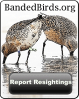 Bird Banding Project